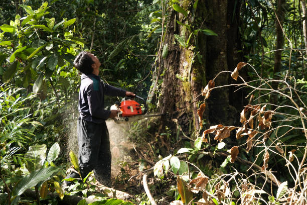 Best Tree Removal  in North Fort Myers, FL